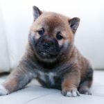 How to raise a cute Shiba Inu baby? The growth process of a Shiba Inu