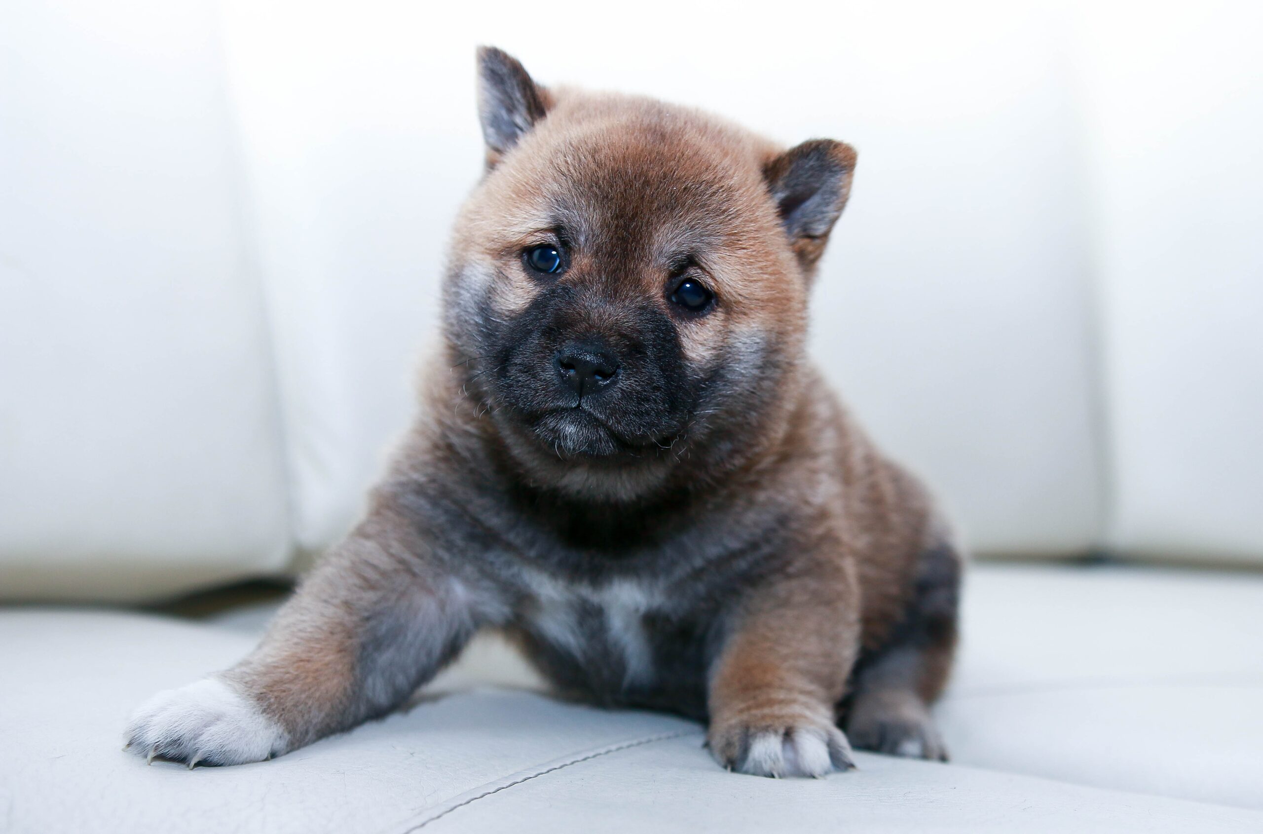 How to raise a cute Shiba Inu baby? The growth process of a Shiba Inu