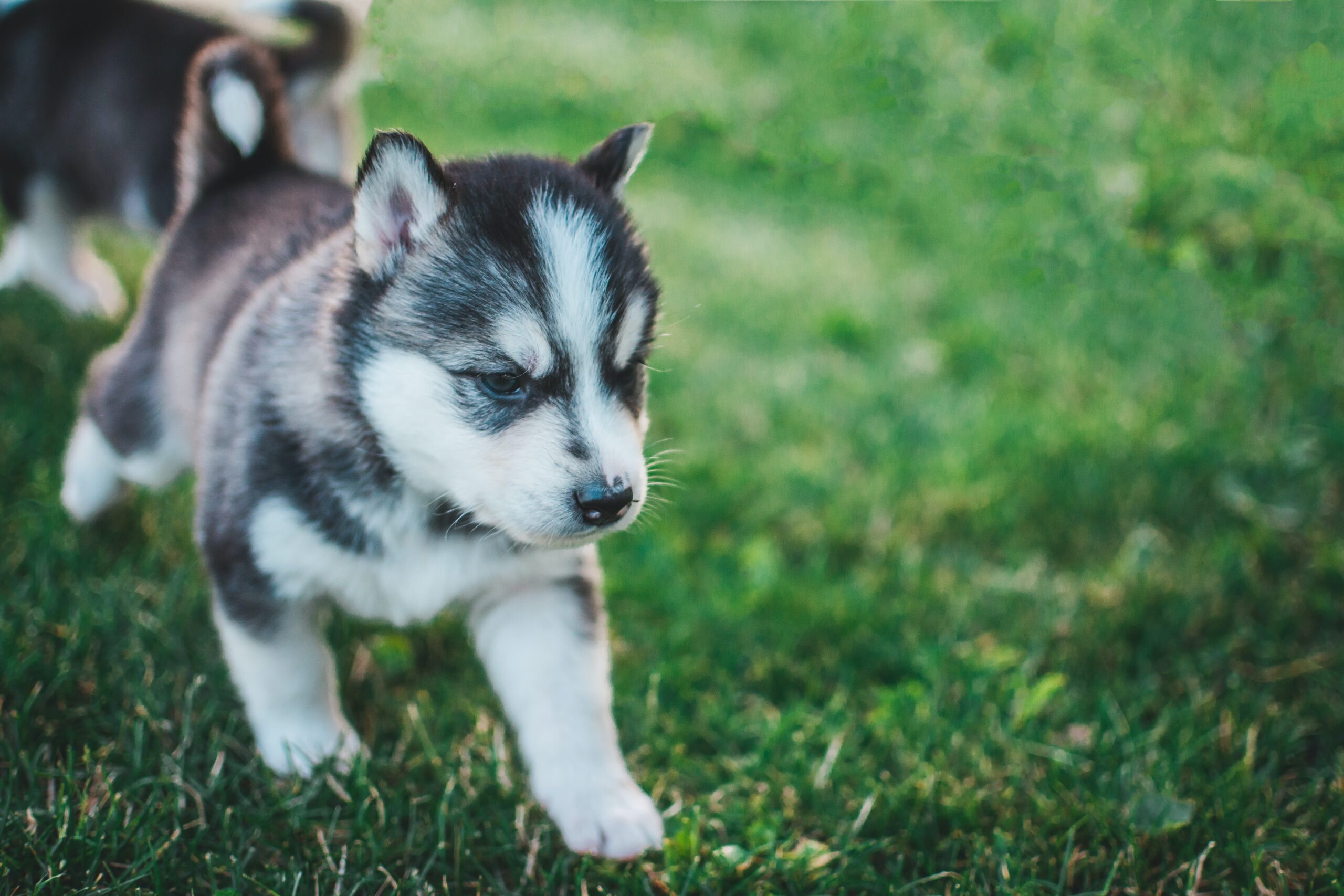 How to raise a baby Siberian Husky? Husky development process