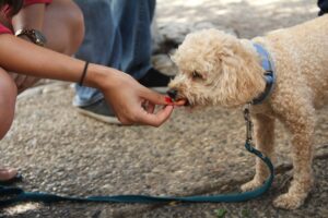 How to feed a puppy (dog food)? 5 recommended foods for puppies