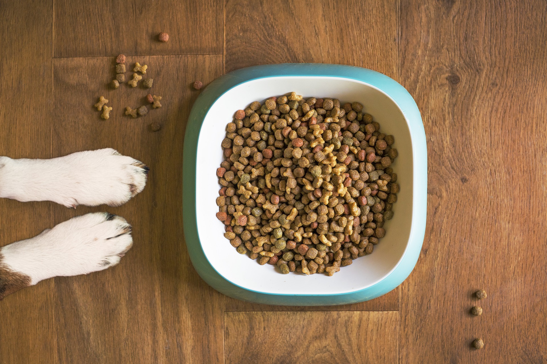 Is dog food safe for your dog? How to choose and feed it without making a mistake