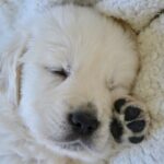 3 reasons why dogs talk in their sleep. Understanding your dog's condition through their sleep talking