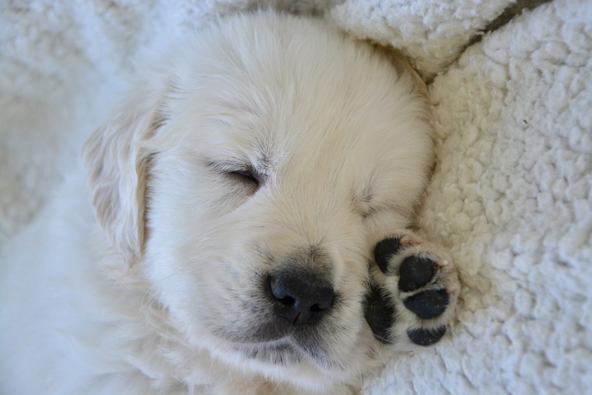 3 reasons why dogs talk in their sleep. Understanding your dog's condition through their sleep talking