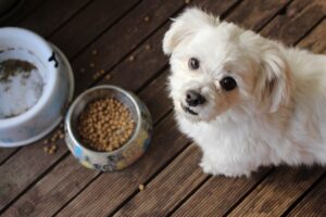 For those who want to make their own dog food! 3 tips to ensure success