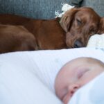 Dogs protect babies! Relationships and 4 things to be aware of