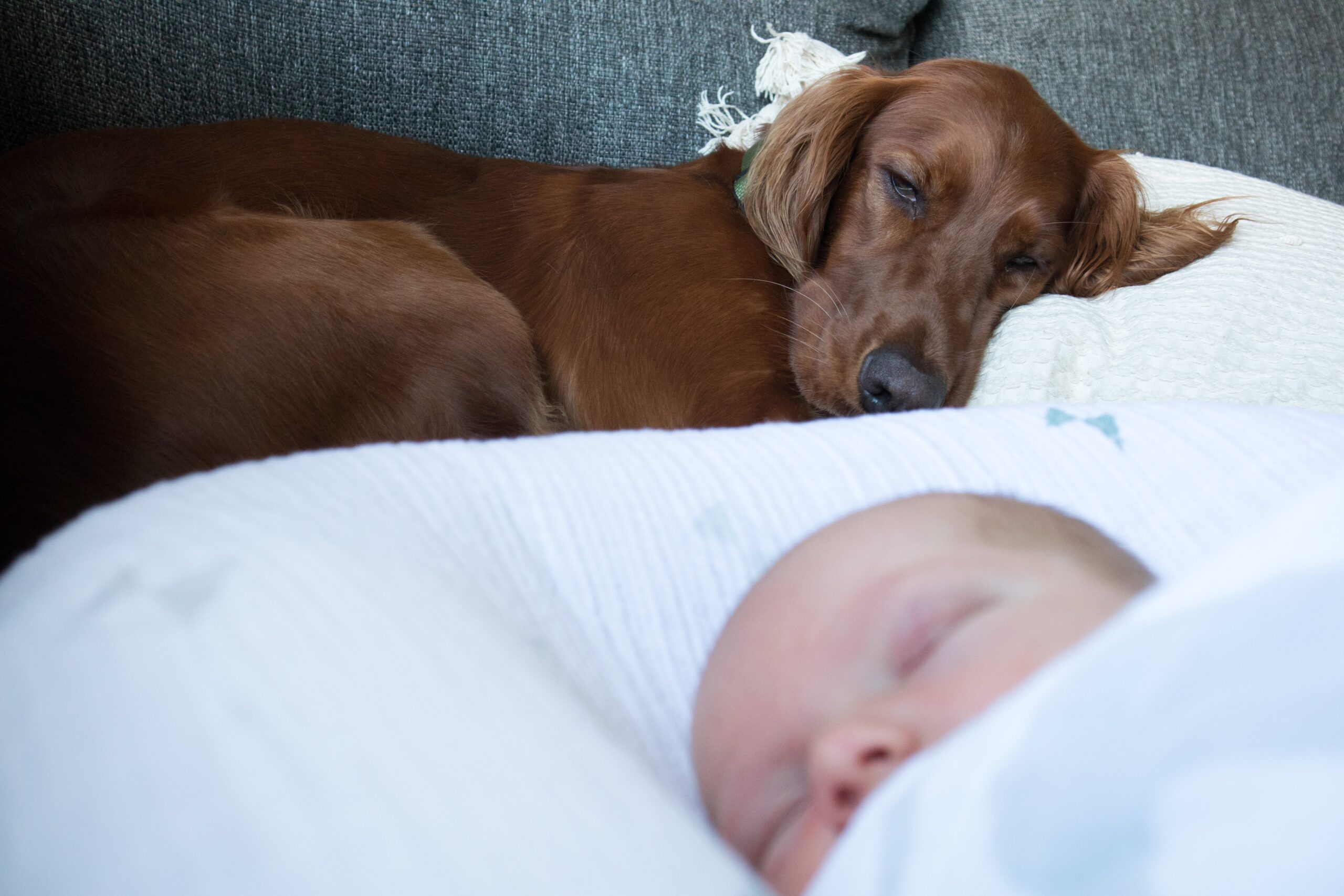 Dogs protect babies! Relationships and 4 things to be aware of