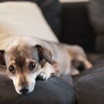 What are the symptoms and treatments for dog allergies? Introducing dog breeds that are easy to keep as pets