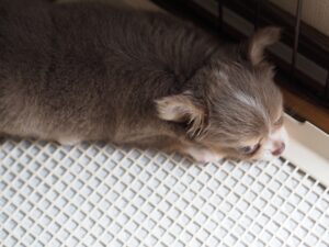 How to choose a dog toilet tray. 5 things to consider when choosing a tray