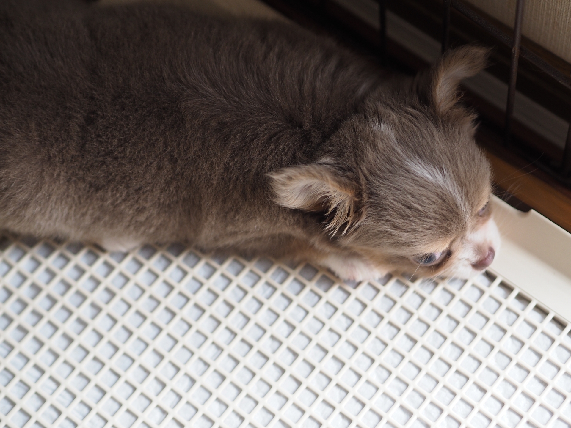 How to choose a dog toilet tray. 5 things to consider when choosing a tray