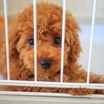 Is a fenced toilet necessary for your dog? Introducing recommended fenced toilets