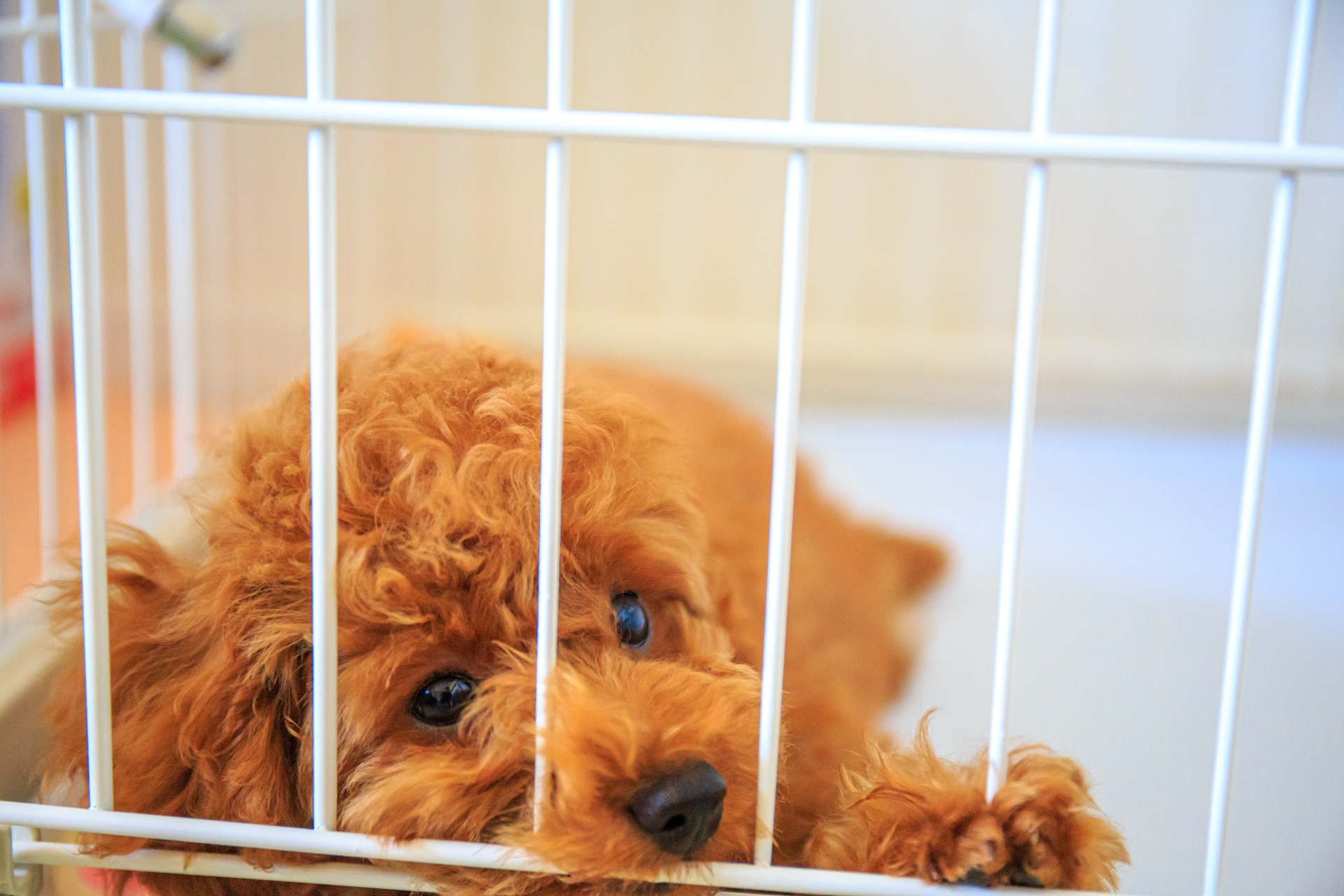 [Dog Baths] Explaining the optimal frequency and how to bathe your dog!