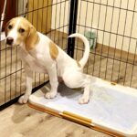 Why do dogs sleep in the toilet? Explaining the reasons and 5 solutions