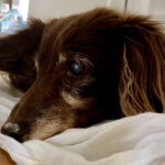 Dog and cat adoption events. Can anyone adopt a pet? What to prepare before attending an adoption event