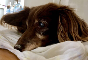 Dog and cat adoption events. Can anyone adopt a pet? What to prepare before attending an adoption event