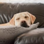 What to do when your old dog won't eat