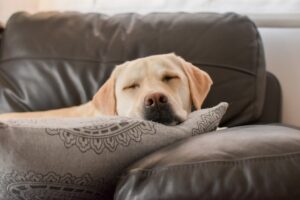 What to do when your old dog won't eat