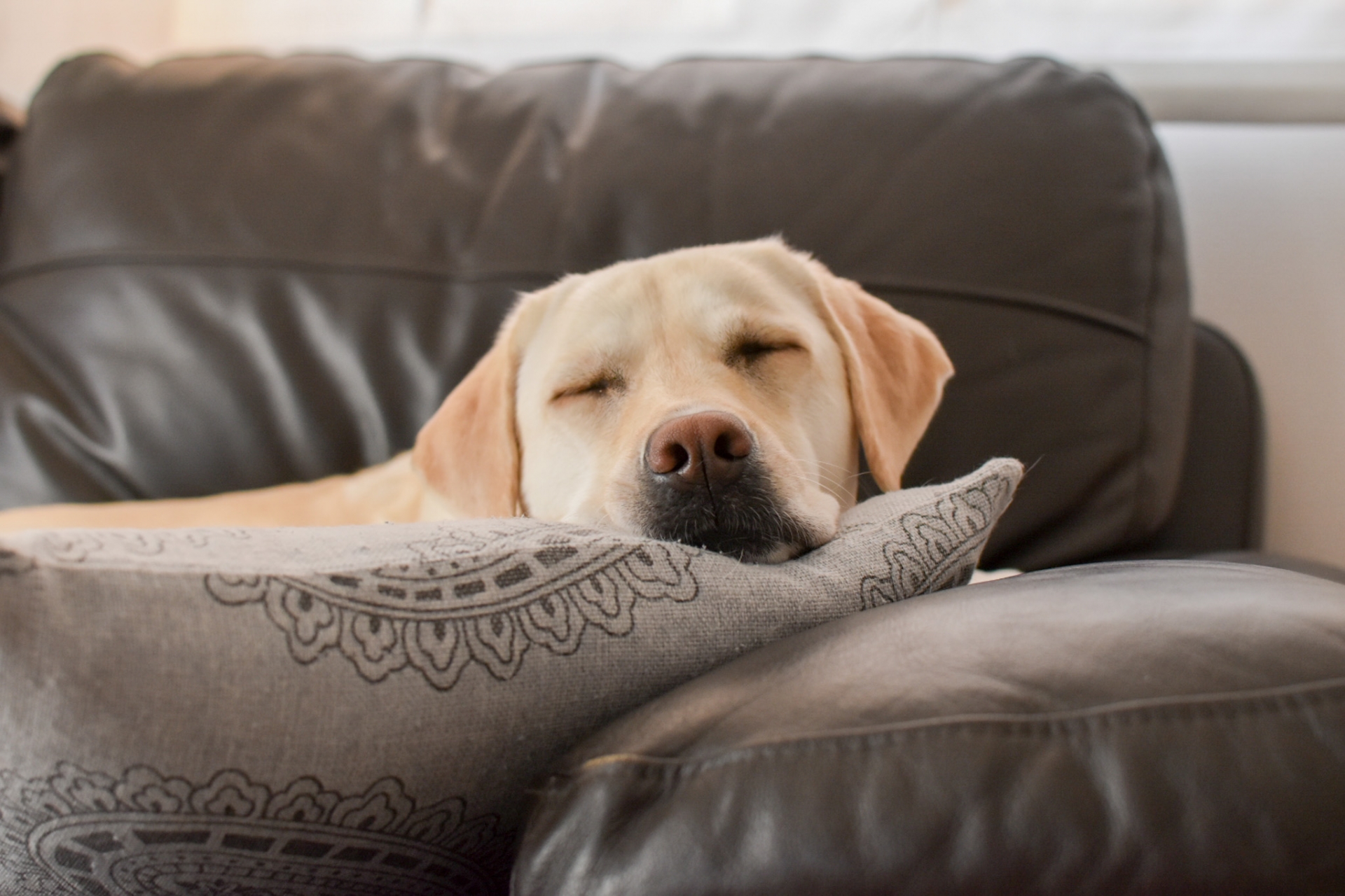 What to do when your old dog won't eat