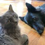 Dog and cat habits: Which pet is right for you?