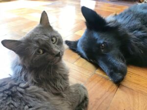 Dog and cat habits: Which pet is right for you?