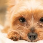 Puppy potty training! 3 points to consider when choosing a playpen