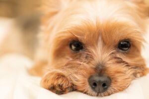 Puppy potty training! 3 points to consider when choosing a playpen