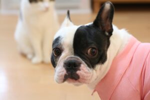 Recommended cute and soothing videos of dogs and cats. Introducing popular channels!