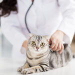 How much do dogs and cats cost to go to the hospital? Explaining the three benefits of going to the hospital