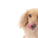 Is homemade dog food good for your dog? What should you avoid giving them? We'll also introduce some recommended dishes!