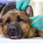 I want to treat my dog's ear mites at home! About dog ear mites.