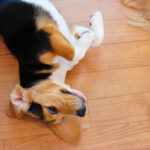 [Dog Names] Is the Japanese name boom here?! Ranking of Japanese dog names!