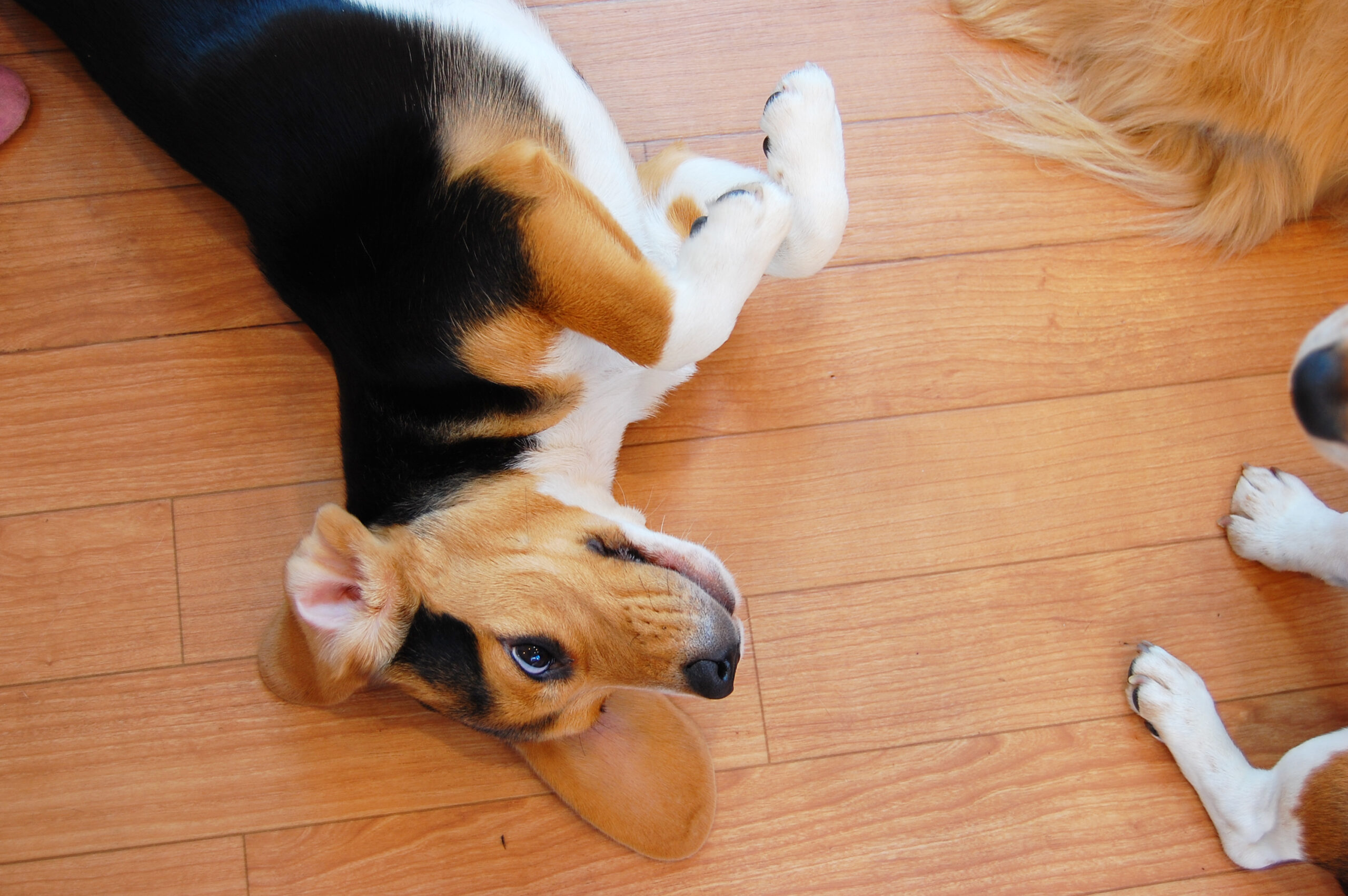 [Dog Names] Is the Japanese name boom here?! Ranking of Japanese dog names!