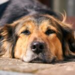 What is a dog neuter? The contents and purpose of the surgery [For first-time owners]