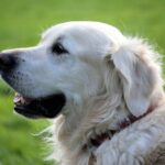 Dogs hate stairs! About dog skeletons.