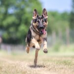 Recommended for adults too! 6 dog and cat anime