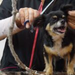 Give your beloved dog additive-free dog food!