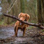 How to train your dog? Two training methods you can do at home