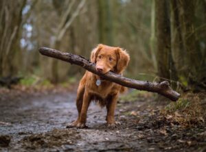 How to train your dog? Two training methods you can do at home