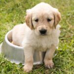 Why doesn't my dog ​​eat for days? - Here are the causes and solutions