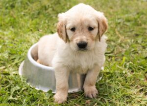 [2022 Edition] What is the safest dog food? Survey of recommended popular products