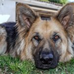 Can dog allergies be cured? What are the treatments, improvements, and countermeasures?