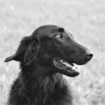 Trimming gone wrong? Avoid cutting mistakes