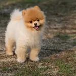 What causes allergies in dogs? - About medications