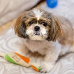 Do dogs need to go to grooming salons? A summary of costs and benefits