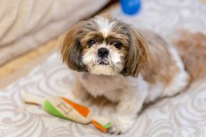 Do dogs need to go to grooming salons? A summary of costs and benefits
