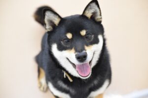 When does your dog need ear cleaning? Introducing ear cleaning methods you can do at home