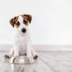 My puppy has started leaving dog food behind! Explaining the causes and solutions