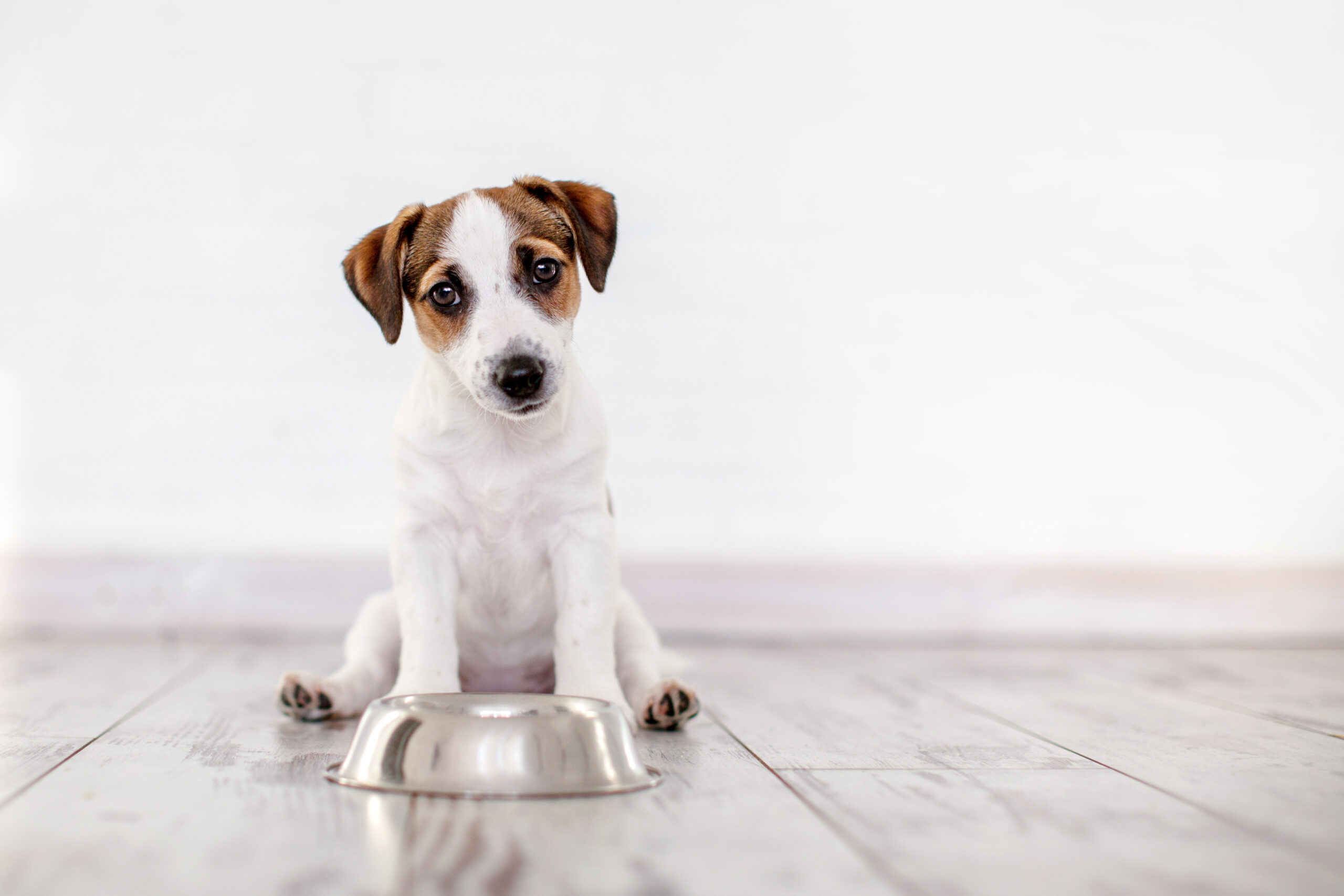 My puppy has started leaving dog food behind! Explaining the causes and solutions