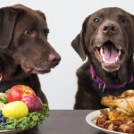 Compare dog food types! Introducing recommended dog food!