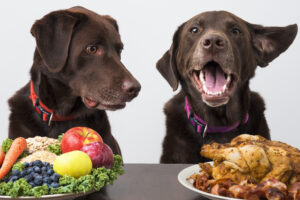 Compare dog food types! Introducing recommended dog food!