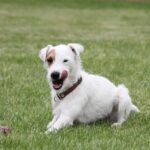 Why not try making your own dog food? Recommended ingredients and things to keep in mind